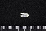 Cutthroat trout (Mesethmoid (Axial) - Ventral)