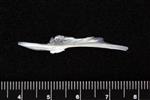 Arrowtooth Flounder (Parasphenoid (Axial) - Dorsal)