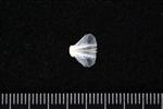 Arrowtooth Flounder (Basioccipital (Axial) - Ventral)