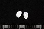 Arrowtooth Flounder (Otolith (Right) - Right)