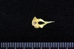 Atlantic Tomcod (Cervical Vertebrae 1 - Atlas (Axial) - Cranial)