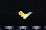 Atlantic Tomcod (Cervical Vertebrae 1 - Atlas (Axial) - Right)