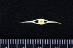 Atlantic Tomcod (Caudal Vertebrae Middle (Axial) - Caudal)