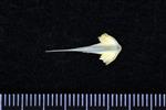 Atlantic Tomcod (Vomer (Axial) - Dorsal)