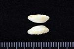 Atlantic Tomcod (Otolith (Axial) - Right)