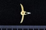 Atlantic Tomcod (Precaudal Vertebrae Middle (Axial) - Caudal)