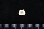 Dolly Varden (Cervical Vertebrae 1 - Atlas (Axial) - Caudal)