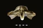 Humpback Whale (Cranium (Axial) - Cranial)