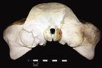 Humpback Whale (Cranium (Axial) - Caudal)