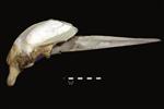 Humpback Whale (Cranium (Axial) - Right)