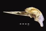 Humpback Whale (Cranium (Axial) - Left)