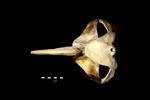 Humpback Whale (Cranium (Axial) - Dorsal)