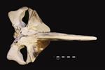 Humpback Whale (Cranium (Axial) - Ventral)