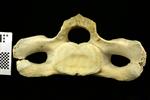 Humpback Whale (Cervical Vertebrae 2 - Axis (Axial) - Caudal)