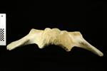 Humpback Whale (Cervical Vertebrae 2 - Axis (Axial) - Dorsal)