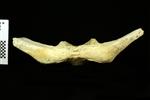 Humpback Whale (Cervical Vertebrae 2 - Axis (Axial) - Ventral)