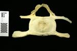 Humpback Whale (Cervical Vertebrae 3 (Axial) - Cranial)