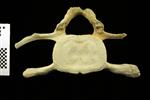 Humpback Whale (Cervical Vertebrae 3 (Axial) - Caudal)