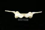 Humpback Whale (Cervical Vertebrae Last (Axial) - Dorsal)