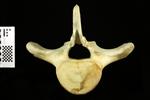 Humpback Whale (Thoracic Vertebrae 7 (Axial) - Cranial)