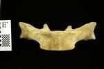 Humpback Whale (Thoracic Vertebrae 7 (Axial) - Ventral)