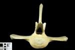 Humpback Whale (Thoracic Vertebrae 14 (Axial) - Cranial)