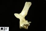Humpback Whale (Thoracic Vertebrae 14 (Axial) - Left)