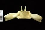 Humpback Whale (Thoracic Vertebrae 14 (Axial) - Ventral)
