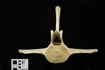 Humpback Whale (Lumbar Vertebrae 1 (Axial) - Cranial)