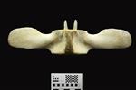 Humpback Whale (Lumbar Vertebrae 6 (Axial) - Ventral)