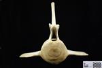 Humpback Whale (Lumbar Vertebrae 11 (Axial) - Cranial)
