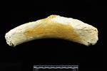 Humpback Whale (Stylohyoid (Left) - Medial)