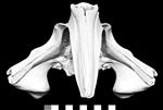 Bowhead Whale (Cranium (Axial) - Cranial)
