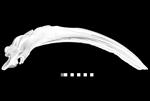 Bowhead Whale (Cranium (Axial) - Right)