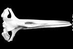 Bowhead Whale (Cranium (Axial) - Dorsal)