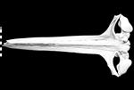 Bowhead Whale (Cranium (Axial) - Ventral)