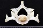 Bearded Seal (Cervical Vertebrae Last (Axial) - Cranial)