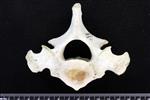 Bearded Seal (Thoracic Vertebrae 1 (Axial) - Cranial)