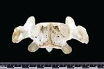 Bearded Seal (Thoracic Vertebrae 1 (Axial) - Ventral)
