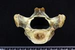 Bearded Seal (Thoracic Vertebrae Middle (Axial) - Cranial)