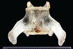 Bearded Seal (Lumbar Vertebrae Last (Axial) - Ventral)
