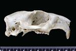 black-capped marmot (Cranium (Right) - Right)