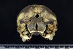 Dall's Porpoise [English] (Cranium (Axial) - Cranial)