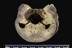 Dall's Porpoise [English] (Cranium (Axial) - Caudal)