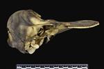 Dall's Porpoise [English] (Cranium (Axial) - Right)