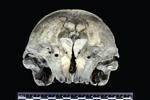 Dall's Porpoise [English] (UAM-11641 - Cranial)