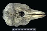 Dall's Porpoise [English] (Cranium (Axial) - Dorsal)