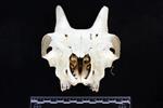 Dall sheep (Cranium (Axial) - Cranial)