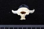 Dall sheep (Cervical Vertebrae 1 - Atlas (Axial) - Caudal)