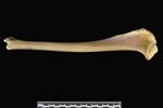 Dall sheep (Tibia Epiphysis, Proximal (Miscellaneous) - Lateral)